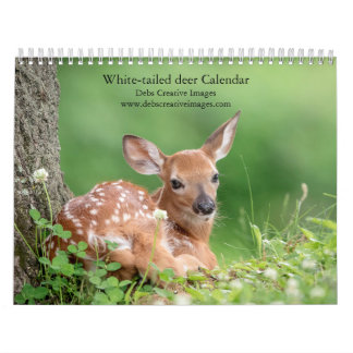 2027 Familie van Witstaartherten | Boswildlife Kalender