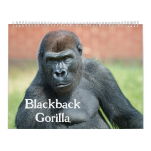 2027 Timeless Lope Blackback Gorilla Kalender