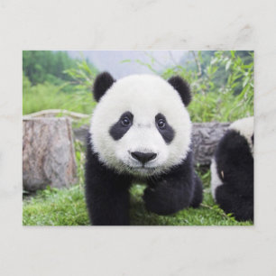 20_baby_Dieren (9) KUSTPANDA CUB WILDE DIEREN Briefkaart