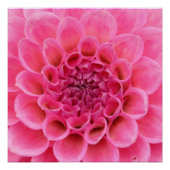 20-inch x20-inch, Poster papier (halfglanzend) roz Perfect Poster (Voorkant)