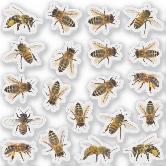 20 Realistisch Honeybee Apiary Stickers (Voorkant)