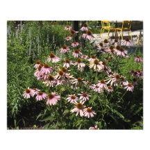 20"x16" Roze Echinacea's