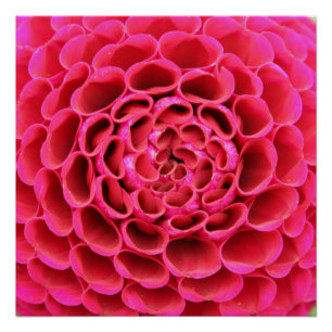 20"x20", Poster Paper (Semi-Gloss) Hot Pink Flower