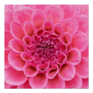 20"x20", Poster Paper (Semi-Gloss) Rose Flower