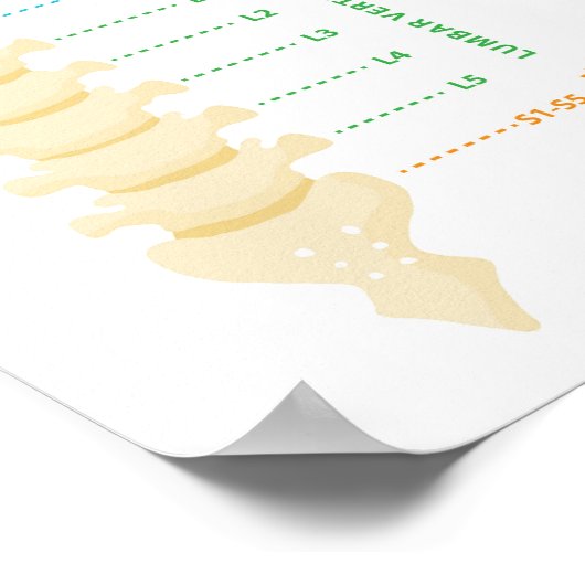 20 x 16 inch, Poster rugkolom (Hoek)