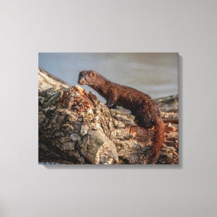 20x16 American Mink Canvas Afdruk