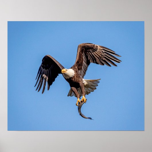 20x16 Bald Eagle met een vis Poster (Voorkant)