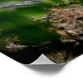 20x16 Bald Eagle met het nest Poster (Hoek)