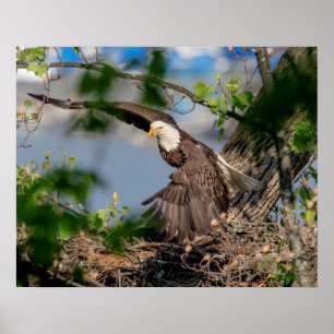 20x16 Bald Eagle met het nest Poster