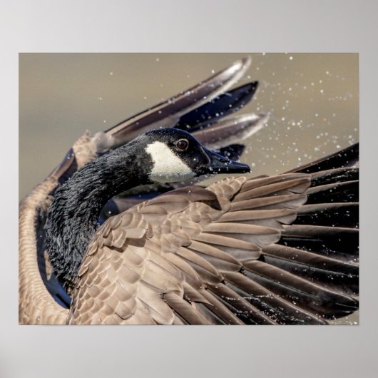 20x16 Canada Goose Poster (Voorkant)