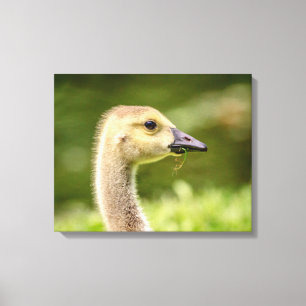 20x16 Canadese gans (Gosling) Canvas Afdruk
