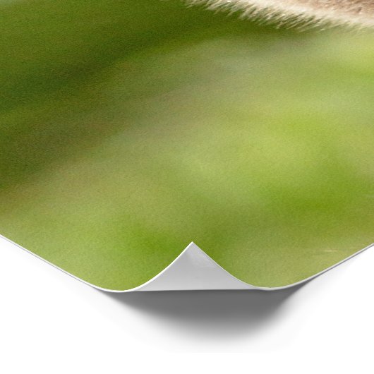 20x16 Canadese gans (Gosling) Poster (Hoek)