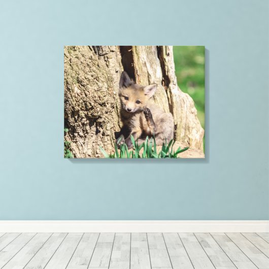 20x16 Fox Kit in de Hudson-vallei Canvas Afdruk (Insitu (Houten vloer))