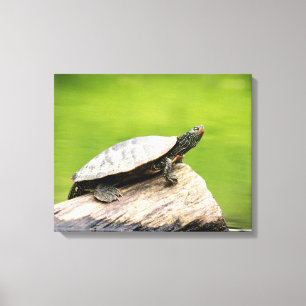 20x16 gekleurde schildpad op een log canvas afdruk