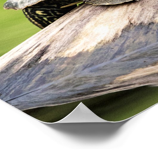 20x16 gekleurde schildpad op een log poster (Hoek)