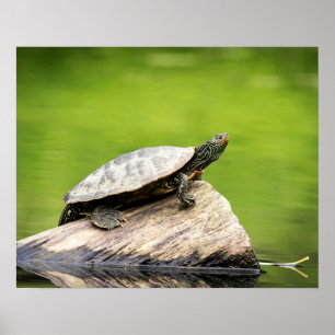 20x16 gekleurde schildpad op een log poster