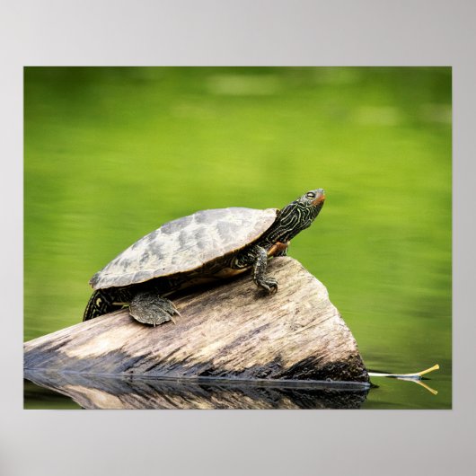 20x16 gekleurde schildpad op een log poster (Voorkant)