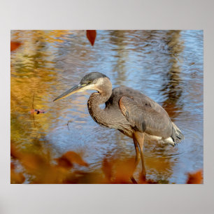 20x16 Great Blue Heron, omhuld met herfst foliage Poster