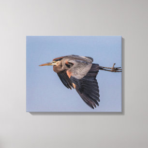 20x16 Great Blue Heron tijdens de vlucht Canvas Afdruk