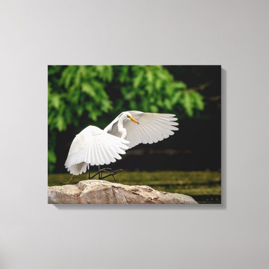 20x16 Grote Egret Canvas Afdruk (Voorkant)