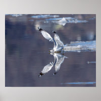 20x16 Gull Reflecties