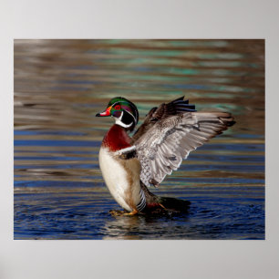 20x16 Hout Duck Poster