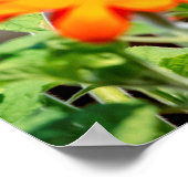 20x16 Hummingvogel op een bloeiend plant Poster (Hoek)