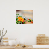 20x16 Hummingvogel op een bloeiend plant Poster (Keuken)