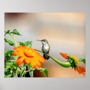 20x16 Hummingvogel op een bloeiend plant Poster