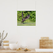 20x16 Juvenile Bald Eagle Poster (Keuken)