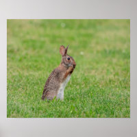20x16 Konijn in het gras en schuw