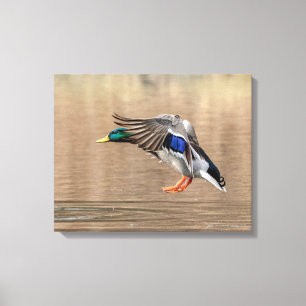 20x16 Mallard Duck in vlucht Canvas Afdruk