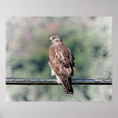 20x16 onvolgroeide Red Tailed Hawk Poster (Voorkant)