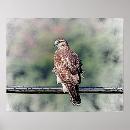 20x16 onvolgroeide Red Tailed Hawk Poster (Voorkant)