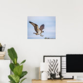 20x16 Osprey landing in het nest Poster (Thuiskantoor)