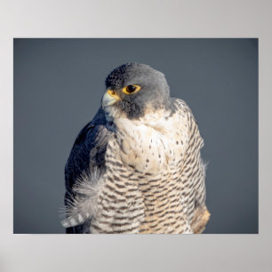 20x16 Peregrine Falcon langs de Hudson rivier Poster