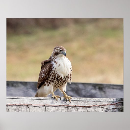 20x16 Portret van een onvolgroeide Red Tailed Hawk Poster (Voorkant)