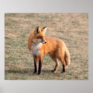 20x16 Red Fox in een veld Poster