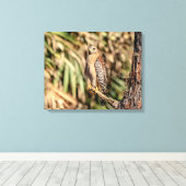 20x16 Red schuurde Hawk in een boom Canvas Afdruk (Insitu (Houten vloer))