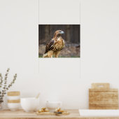 20x16 Roodstaarthaai in de Hudson-vallei Poster (Keuken)