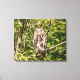 20x16 Slaapzame Gestreepte Bosuil Canvas Afdruk