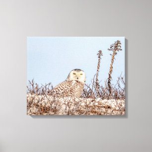 20x16 Snowy owl op het strand Canvas Afdruk