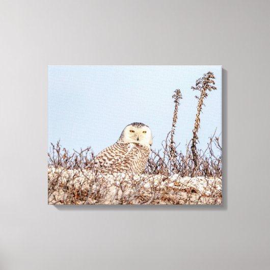 20x16 Snowy owl op het strand Canvas Afdruk (Voorkant)