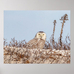 20x16 Snowy owl op het strand Poster