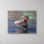 20x16 Wing Flapping Wood Duck Canvas Afdruk (Voorkant)