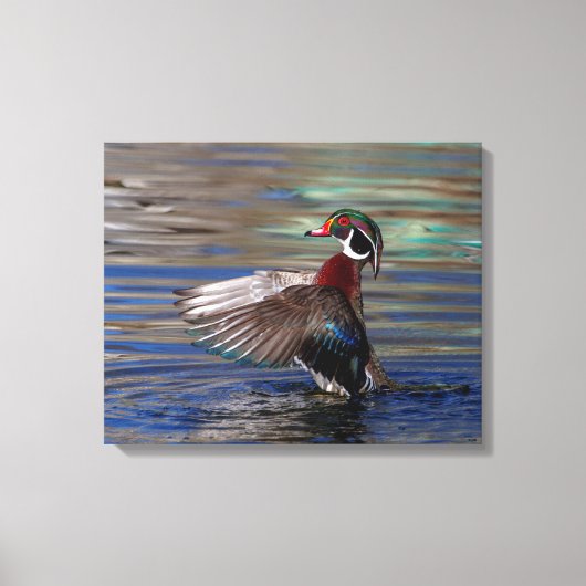 20x16 Wing Flapping Wood Duck Canvas Afdruk (Voorkant)