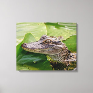 20x16 Young Alligator Canvas Afdruk