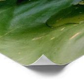 20x16 Young Alligator Poster (Hoek)