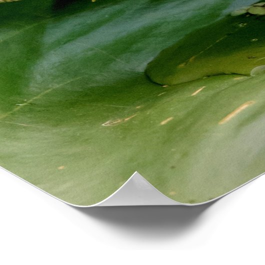 20x16 Young Alligator Poster (Hoek)