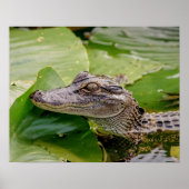 20x16 Young Alligator Poster (Voorkant)